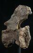 Diplodocus Caudal Vertebra - Dana Quarry #10151-5